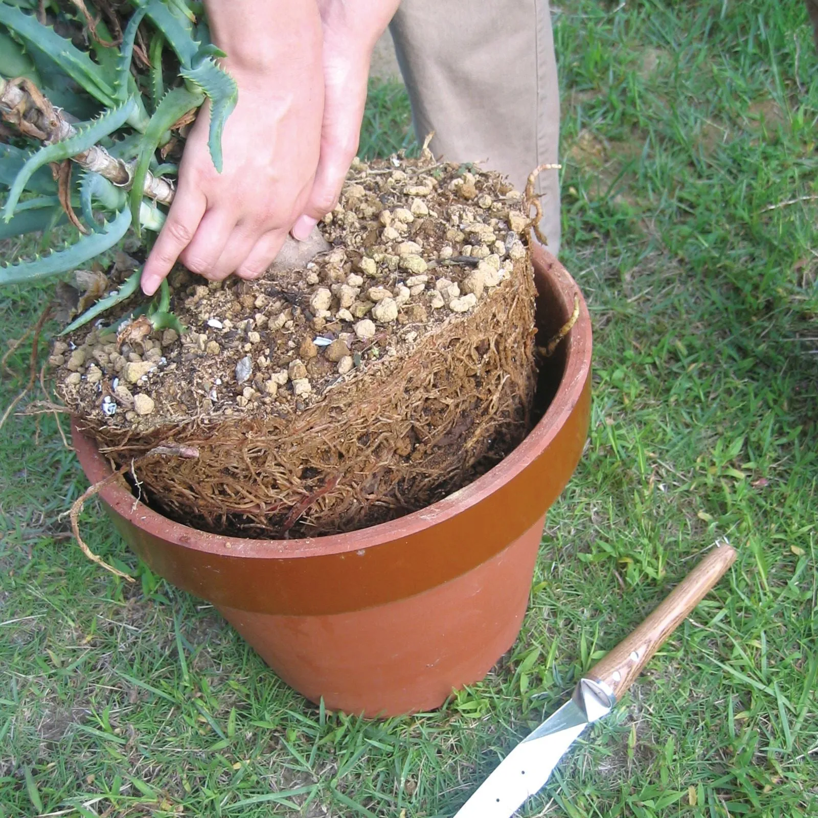 Nisaku Stainless Steel Potted Plants Master, 10-Inch Blade